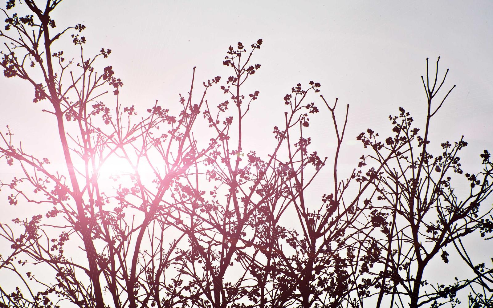 Dessert plate with clean fit garnish
